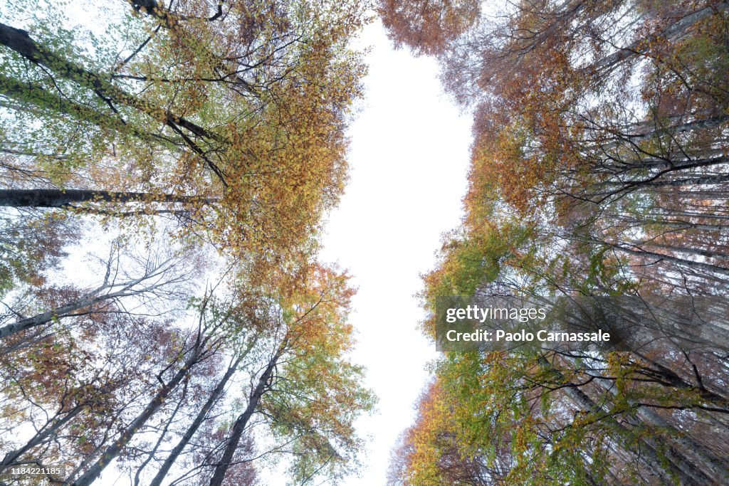 Beech tree forest floor in autumn