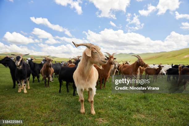 goats in mongol steppe - ziege stock-fotos und bilder