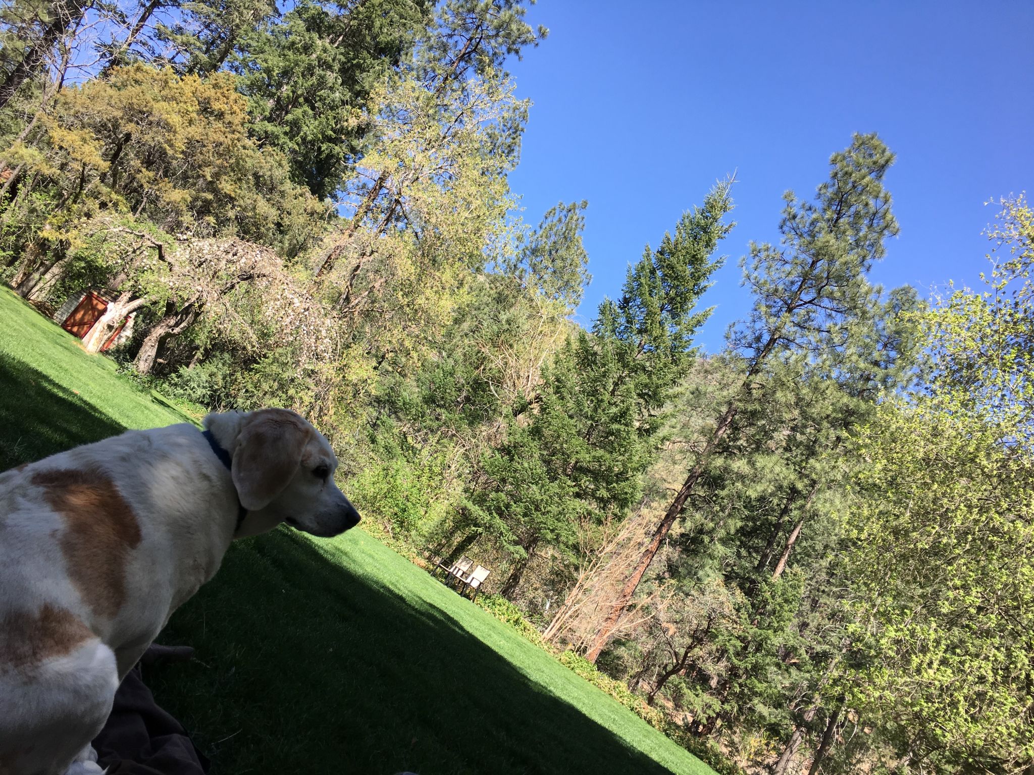 pet-friendly nature