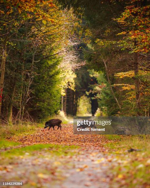 group of wild boars in the middle of forest - wild boar stock pictures, royalty-free photos & images