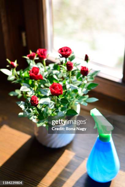 22 Close Up Of Red Rose On Window Sill Stock Photos, High-Res Pictures ...