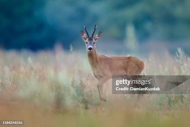 roe deer - roe deer stock pictures, royalty-free photos & images