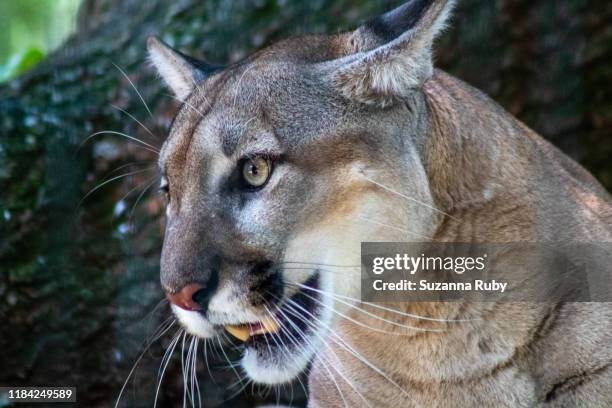 florida panther - フロリダパンサー ストックフォトと画像