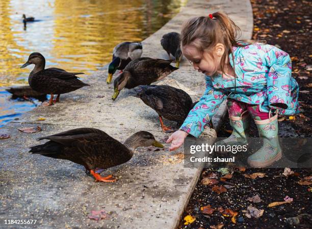 ragazza che nutre le anatre - nutrire foto e immagini stock