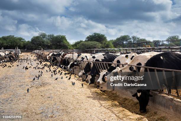 ferme de vache au mexique - vache laitière photos et images de collection