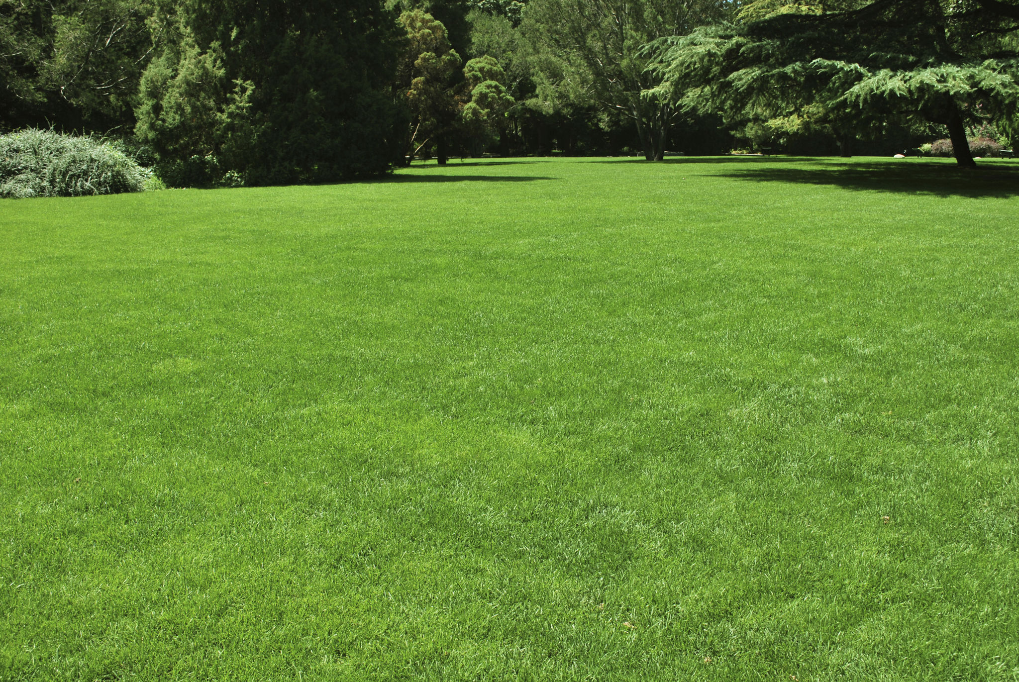 traditional lawn grass