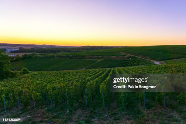 champagne vineyards at in the hunter valley wine region - regional new south wales stock pictures, royalty-free photos & images