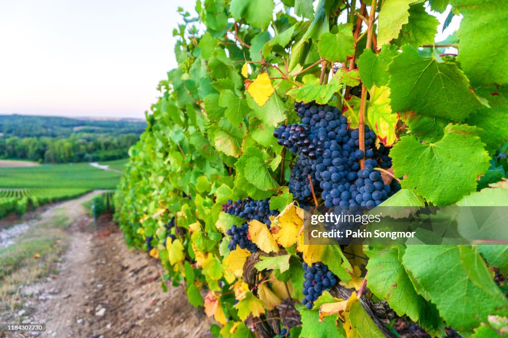 Champagne vineyards at in the Hunter Valley Wine Region