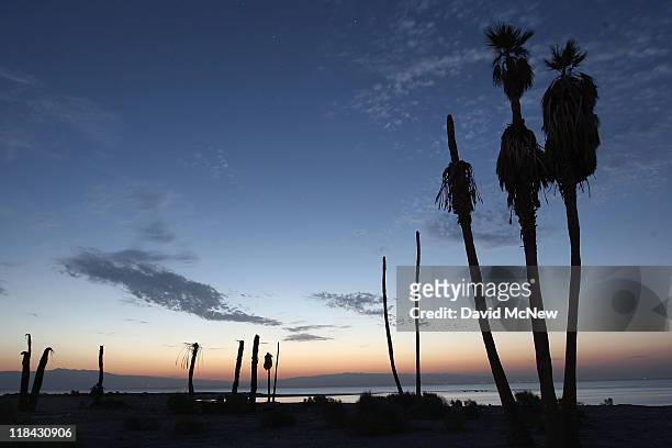 Dead palm trees stand at a former yacht club on the shore of the Salton Sea, the biggest lake in California, which has dried up and refilled numerous...