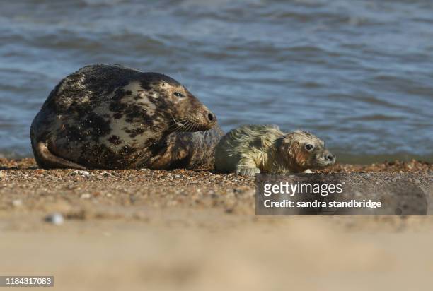 a cute newly born grey seal pup, halichoerus grypus, lying on the beach near its resting mother. - seal pup 個照片及圖片檔