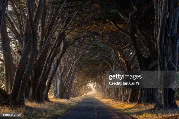 cypress tree tunnel, point reyes national seashore, california, united states, marin county, north america. - cypress tree stockfoto's en -beelden