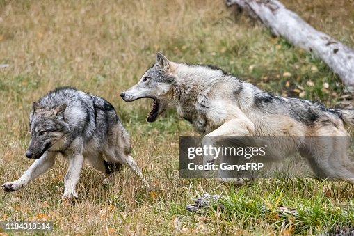 Wolves Roughhousing Wolves Rough Play In Natural Autumn Setting Captive High-Res Stock ...