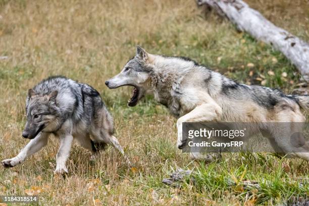 wolves rough play in natural autumn setting captive - arctic wolf stock pictures, royalty-free photos & images