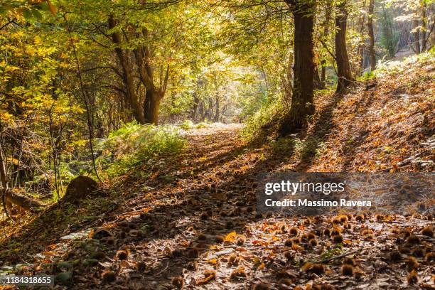 footpath underneath birch and chestnut trees in the forest in autumn. - castagno foto e immagini stock