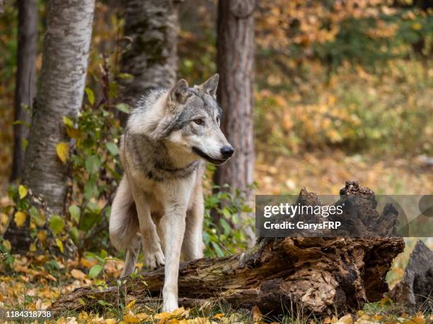 wolf in bäumen intensiven blick in natürlichen herbst einstellung gefangen - wolf stock-fotos und bilder