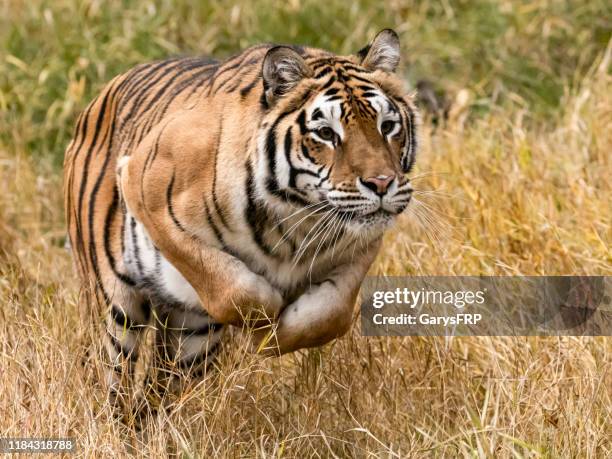 sibirischer tiger springt in natürlicher umgebung gefangen - tiere bei der jagd stock-fotos und bilder