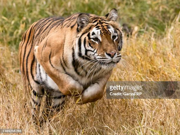 siberische tijger springen in natuurlijke omgeving gevangen - tiger running stockfoto's en -beelden