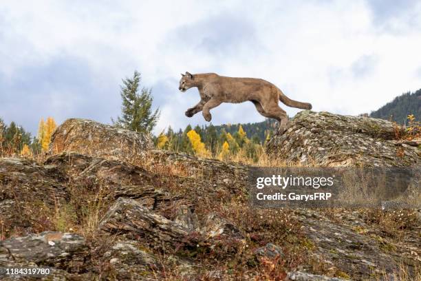 berglöwe springen in natürlichen herbst einstellung gefangen - puma stock-fotos und bilder