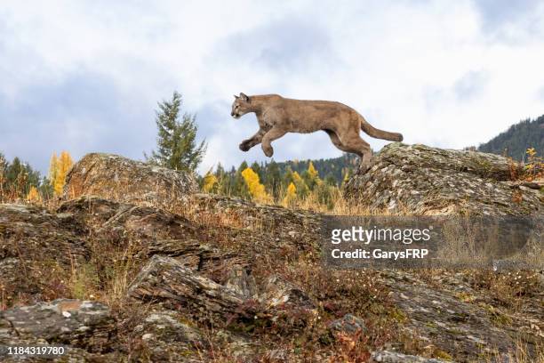 mountain lion jumping in natural autumn setting captive - cougar stock pictures, royalty-free photos & images