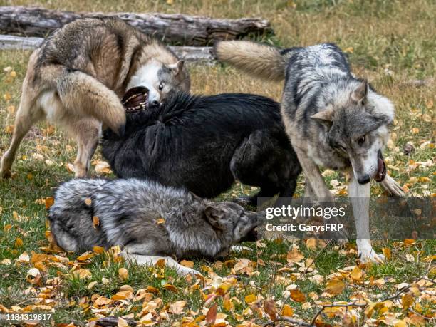 Wolves Roughhousing 3,060 Wolf Packs Stock Photos, High-Res Pictures, and Images - Getty Images