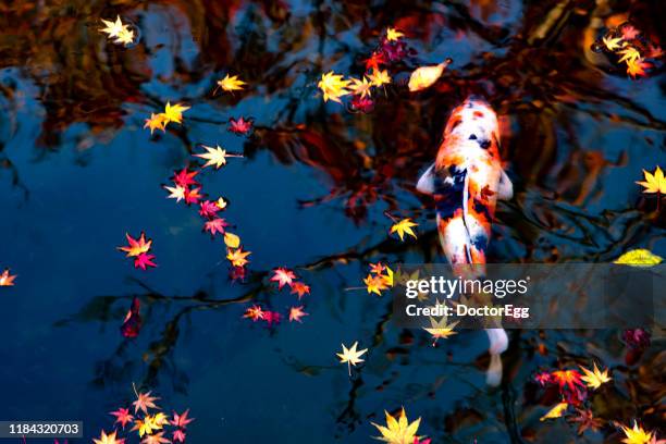 japanese carp with colourful maple leaves in pond of kyoto temple, autumn, kyoto, japan - chantiers stock-fotos und bilder