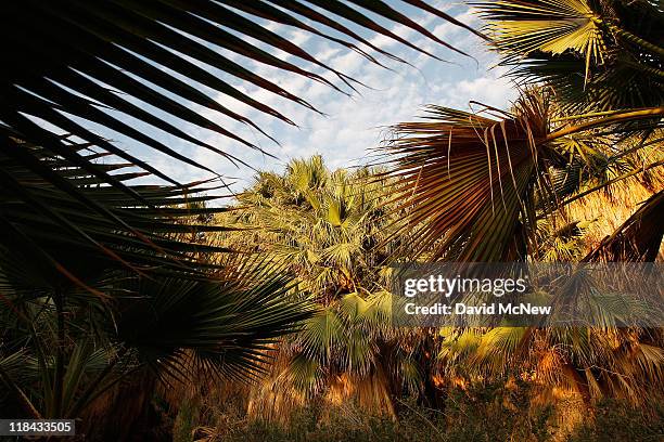 Natives palms are seen at San Andreas Spring, one a several where the southern San Andreas Fault pushes water to the surface, supporting tiny...