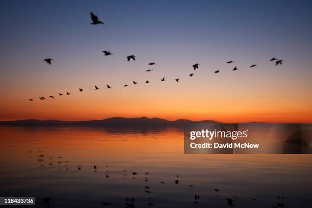 Pelicans fly to Mullet Island, one of the four Salton Buttes, small volcanoes on the southern San Andreas Fault, after sunset on July 2, 2011 near...