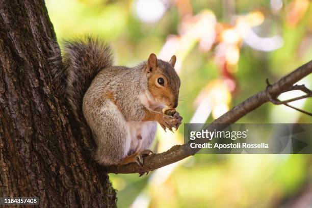 squirrel with acorn on tree in autumn - hibernation - fotografias e filmes do acervo