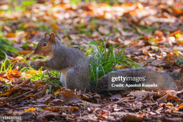 squirrel on tree in autumn - squirrel with acorns stock pictures, royalty-free photos & images