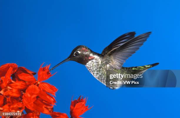 Anna's Hummingbird, male, feeding on Salvia Calypte anna Photographed in Southern California, USA