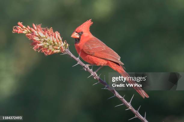 Northern Cardinal male Southern Arizona