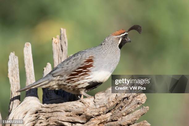 Gambel's Quail male Southern Arizona