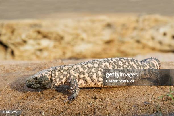 Gila Monster Southern Arizona