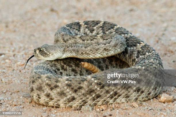 Western Dioamondback Rattlesnake Southern Arizona