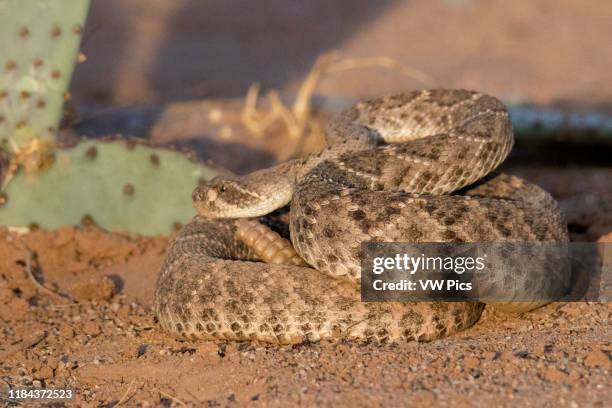 Western Dioamondback Rattlesnake Southern Arizona