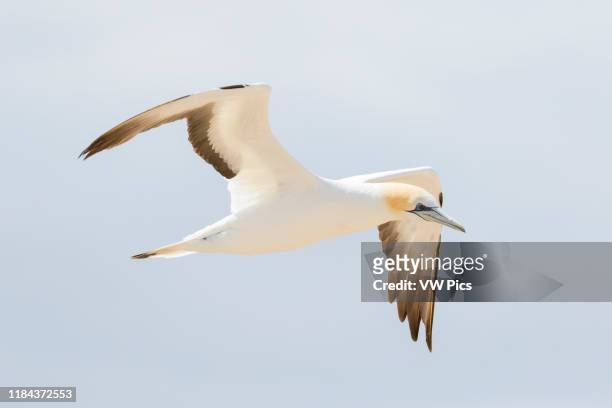 Australasian Gannet flying Cape Kidnappers, North Island New Zealand