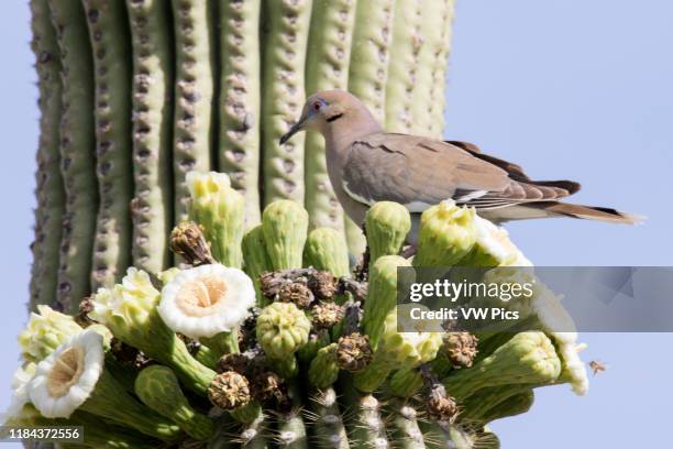 White-Winged Dove perched on Saguaro Cactus flowers Southern Arizona