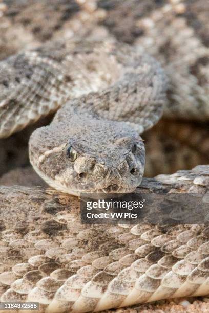 Western Dioamondback Rattlesnake close-up Southern Arizona