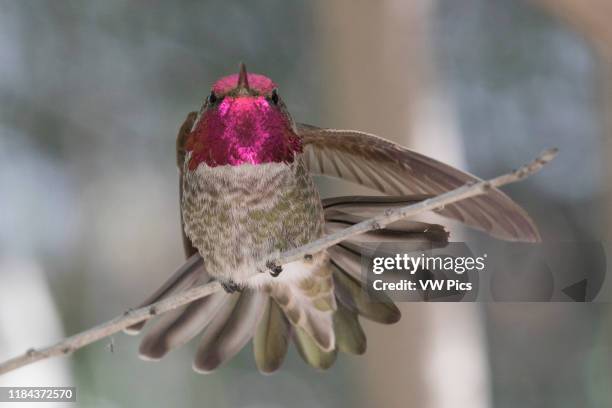 Anna's hummingbird male Southern Arizona