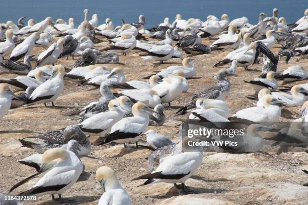 Australasian Gannet colony nesting Cape Kidnappers, North Island New Zealand