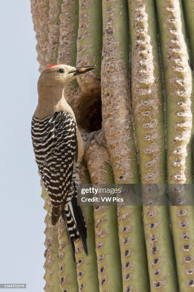 Gila Woodpecker male bringing food to nest hole