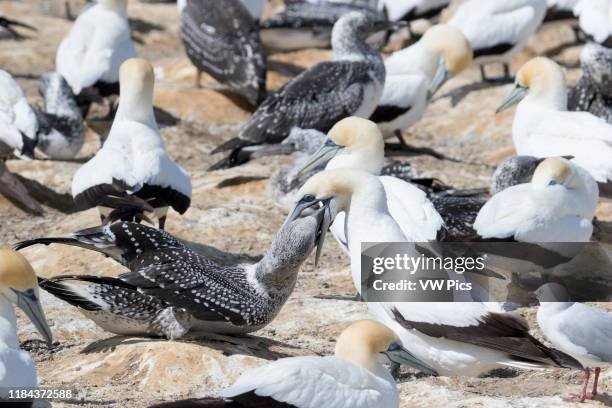 Australasian Gannet parent feeding chick Cape Kidnappers, North Island New Zealand