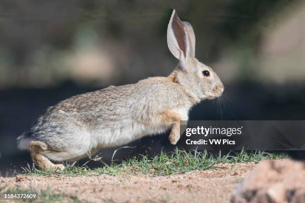 Desert Cottontail Rabbit Photos and Premium High Res Pictures - Getty ...