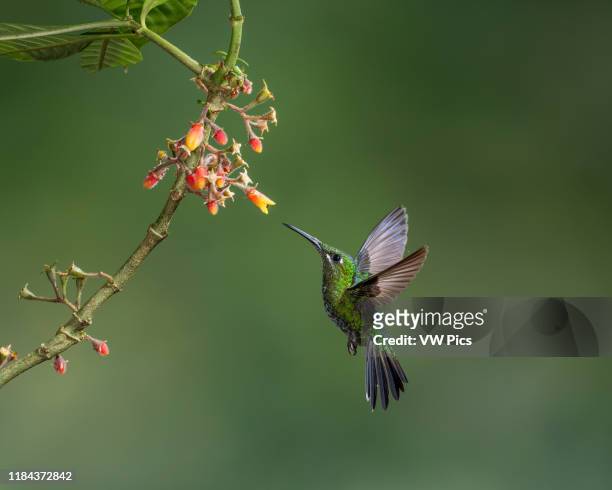 Female Green-crowned Brilliant Hummingbird, Heliodoxa jacula, feeds on the nectar of a tropical Rubiaceae plant in Costa Rica.