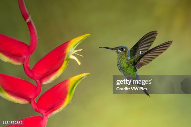 Female Green-crowned Brilliant Hummingbird, Heliodoxa jacula, approaches a Lobster Claw Heliconia to feed on its nectar in Costa Rica.