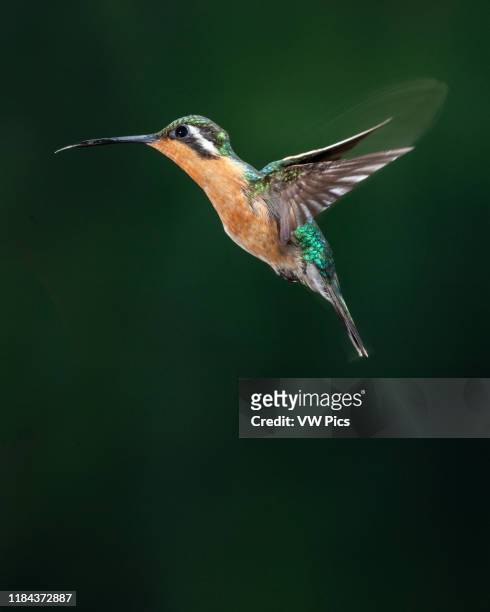 Purple-throated Mountain-gem Hummingbird, Lamporis calolaemus, in flight. Photographed with a combination of high-speed flash to stop motion and...