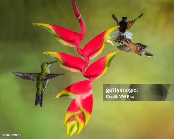 Male Black-bellied Hummingbird, Euperusa nigriventris, tries to drive away a female Purple-throated Mountain-gem Hummingbird, Lamporis calolaemus, as...