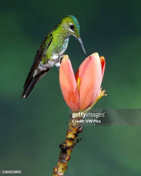 Female Green-crowned Brilliant Hummingbird, Heliodoxa jacula, perches on a Lobster Claw Heliconia while it feeds on nectar in the rain forest of...