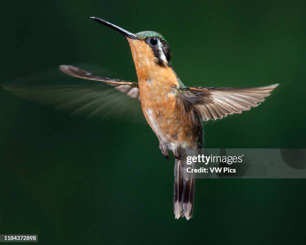 Purple-throated Mountain-gem Hummingbird, Lamporis calolaemus, in flight. Photographed with a combination of high-speed flash to stop motion and...