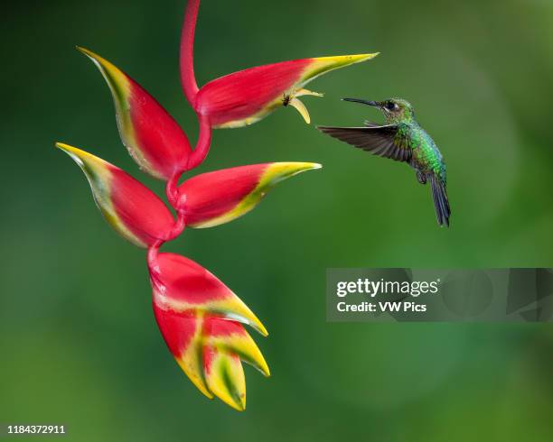 Female Green-crowned Brilliant Hummingbird, Heliodoxa jacula, approaches a Lobster Claw Heliconia to feed on its nectar in Costa Rica.